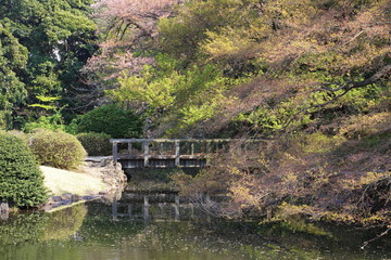 Fototapeta na wymiar beautiful japanese garden and landscape in spring season