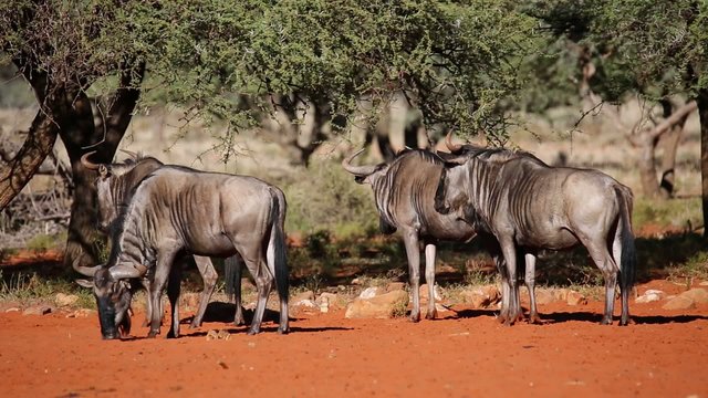 Blue wildebeest irritated by biting flies