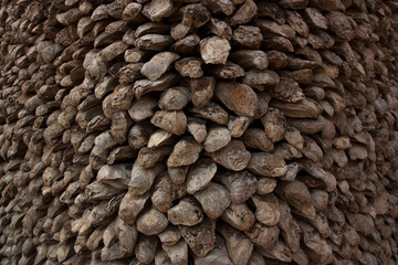 Wall fossil oysters for the background.