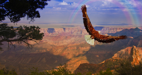 Fototapeta na wymiar Eagle takes flight over Grand Canyon USA