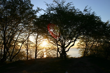 Drzewa na tle wschodzącego słońca