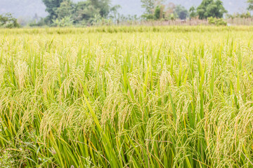 rice plant in rice field