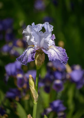 Iris Splashacata in garden.