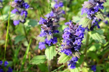 ajuga on the meadow