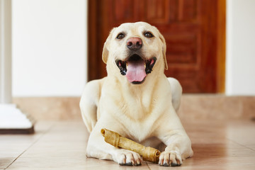 Dog with bone