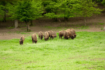 Fototapeta premium A herd of wild wood bisons.
