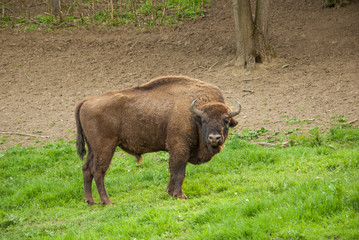 Wild wood bison. Buffalo