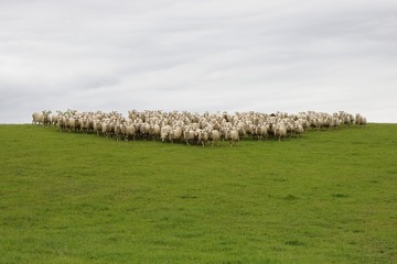 Easercito di pecore