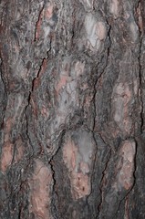 Tree bark texture for background