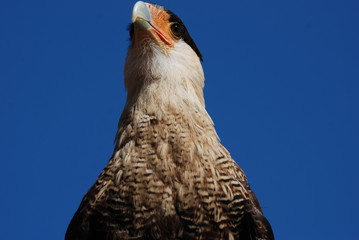 oiseau