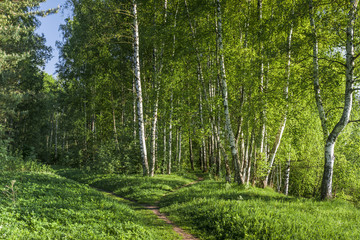Path to birch forest