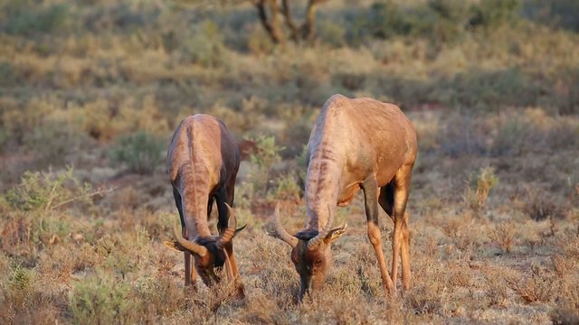 Two tsessebe antelopes grazing in natural habitat