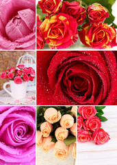 Beautiful roses collage, close up