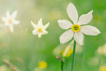 Narzissen © kuntabunt