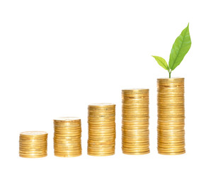 columns of gold coins and green plant over white background