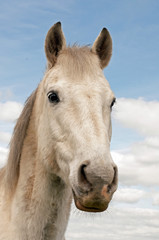 Beautiful grey horse
