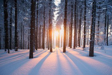 Zonsondergang in het bos in de winterperiode
