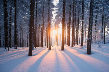 Crédence en verre imprimé Hiver Coucher de soleil dans le bois en période hivernale