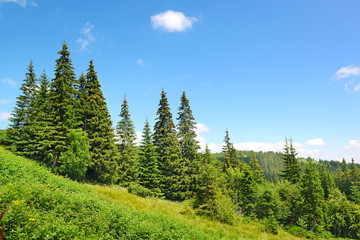 Naklejka premium Beautiful pine trees