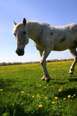 Ciekawski koń