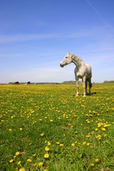 Żółta łąka z zapatrzonym koniem