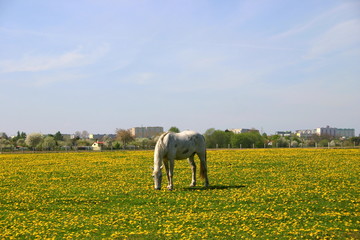 Biały koń skubiący trawę