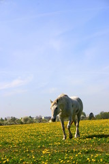 Spacerujący koń