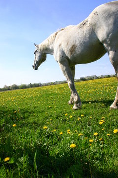 Koń zapatrzony w dal