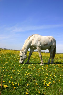 Koń skubiący trawę