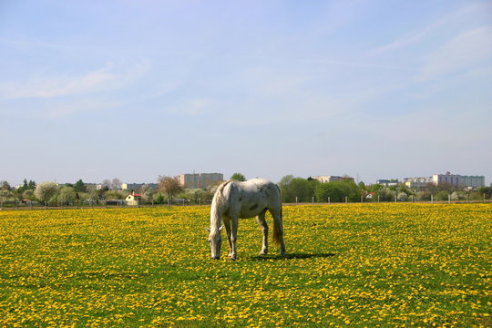 Biały koń skubiący trawę