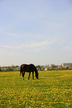 Czarny koń z ptakami na łące