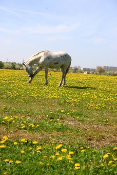 Koń drapiący się po nodze