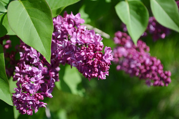 Lilac bush