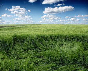 green wheat field and blue cloudy sky