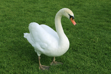 Cygne