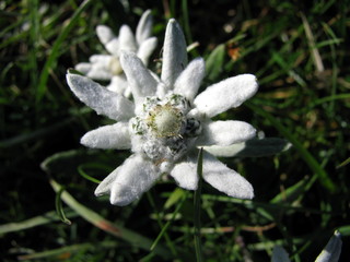 Edelweiss in the grass