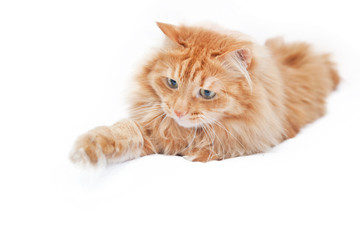 fluffy red  cat  isolated on white background