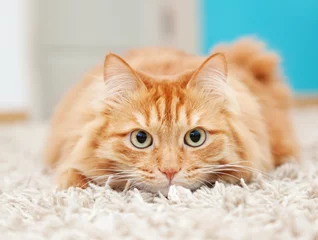 Papier Peint photo Lavable Chat funny fluffy ginger cat lying