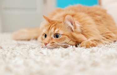 funny fluffy ginger cat lying