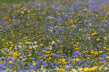 Fototapeta premium Blumenwiese