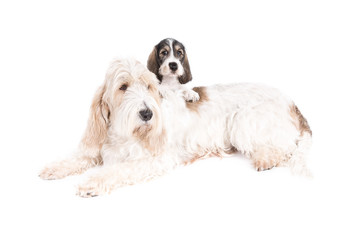 Grand Basset Griffon Vendeen dog and puppy on white background