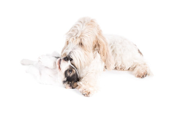 Grand Basset Griffon Vendeen dog and puppy on white background