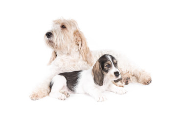 Grand Basset Griffon Vendeen dog and puppy on white background