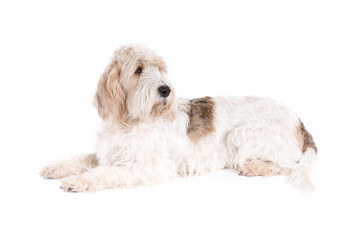 Grand Basset Griffon Vendeen dog on white background