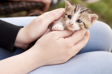 Girl holding kitten