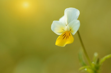Naklejka na ściany i meble Closeup photo of a beautiful wildflower