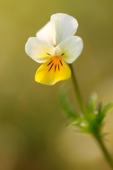 Obraz na płótnie Canvas Closeup photo of a beautiful wildflower