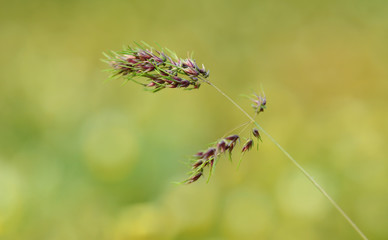 Closeup photo of a grass seed