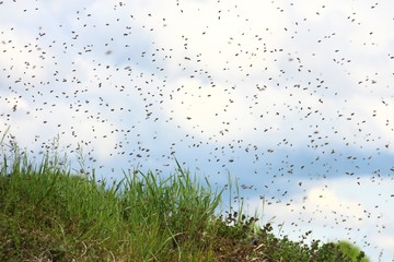 bienen schwaermen VII