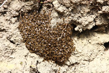 bienen schwaermen IV